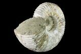 Huge, Tractor Ammonite (Douvilleiceras) Fossil - Madagascar #142946-3